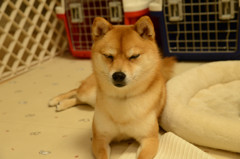 ウトウト