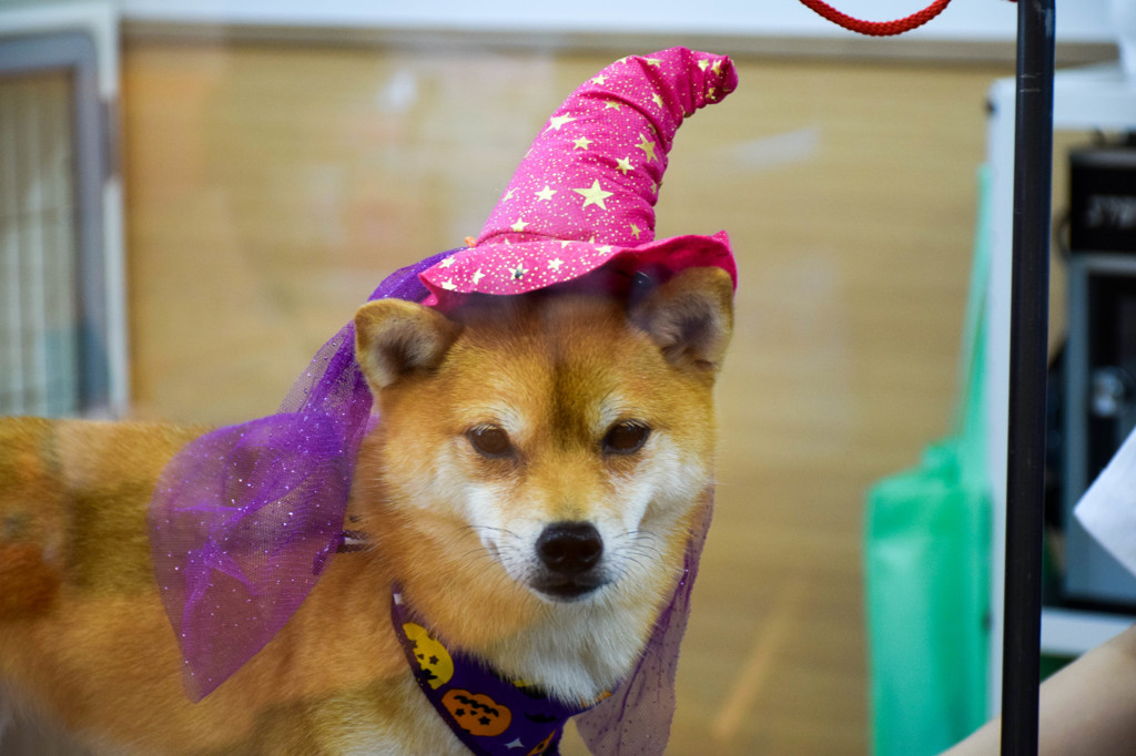 あたしもハロウィン２