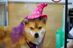 あたしもハロウィン２