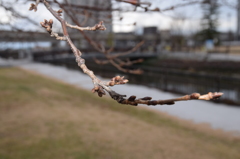 春の息吹