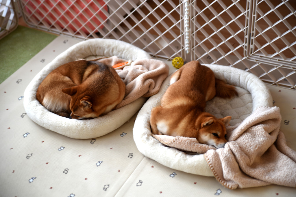眠いの・・・