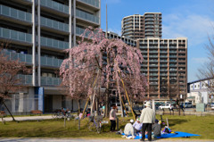 花見の宴