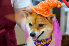 あたしもハロウィン
