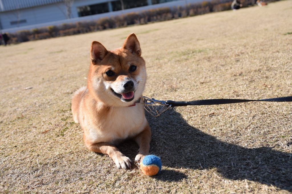 穏やかな休日３