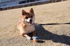 穏やかな休日３
