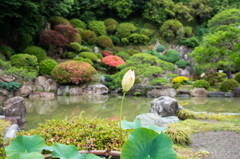 高麗川　聖天院　庭