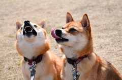 もっと頂戴！！