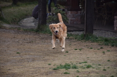 PENNY LANE4