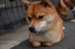 お寛ぎ