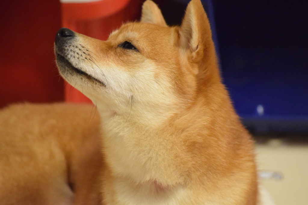 さくらです