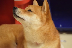 さくらです