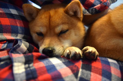お母さんに抱かれて２