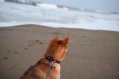 大洗海岸にて