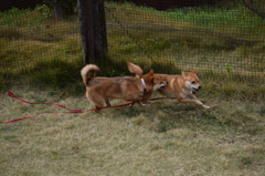 PENNY LANE２