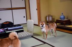 ワンコの誕生日に鬼怒川温泉に行きました