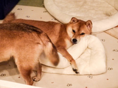 新しいお布団、気持ちいい(^^)