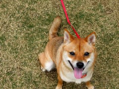 ペニーレインつくばにて
