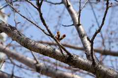 公園のソメイヨシノもピンクの蕾が少しだけ
