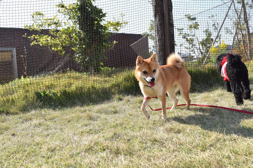 ドッグラン