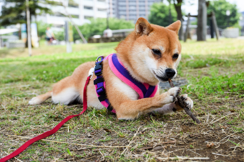 私は木の枝が大好きです
