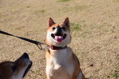おやつ