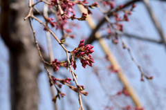 しだれ桜に蕾が！