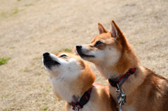 凄い集中力