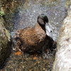 鴨の行水