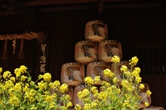 菜の花と酒樽