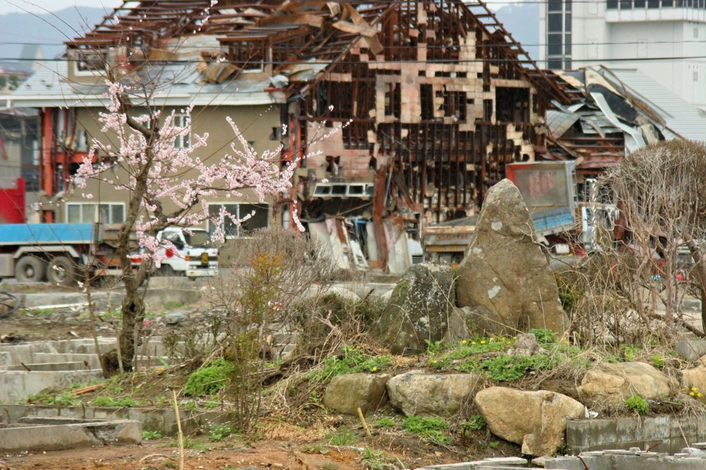 さくら