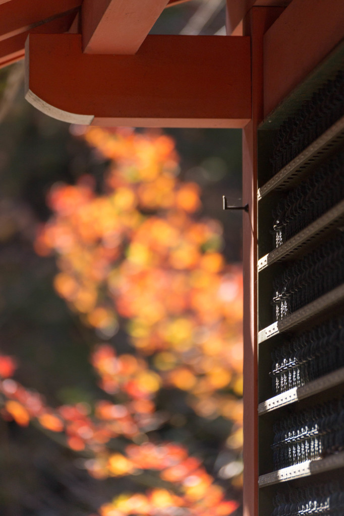 秋は紅葉に照らされて