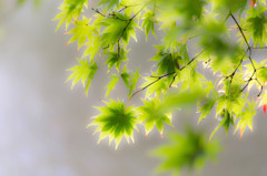 紅はじめ