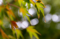 一雨ごとに深まる秋の彩り