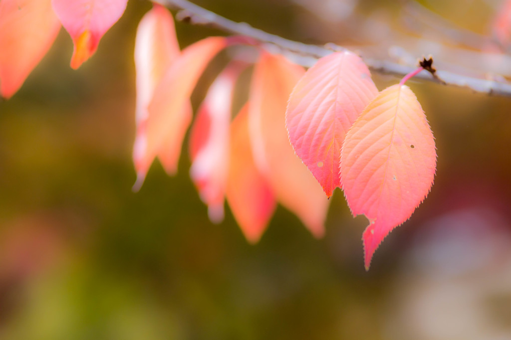 a series of leaves