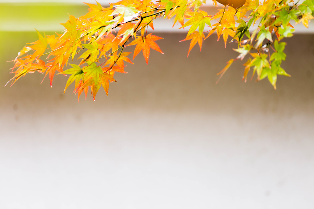 紅葉色の塀