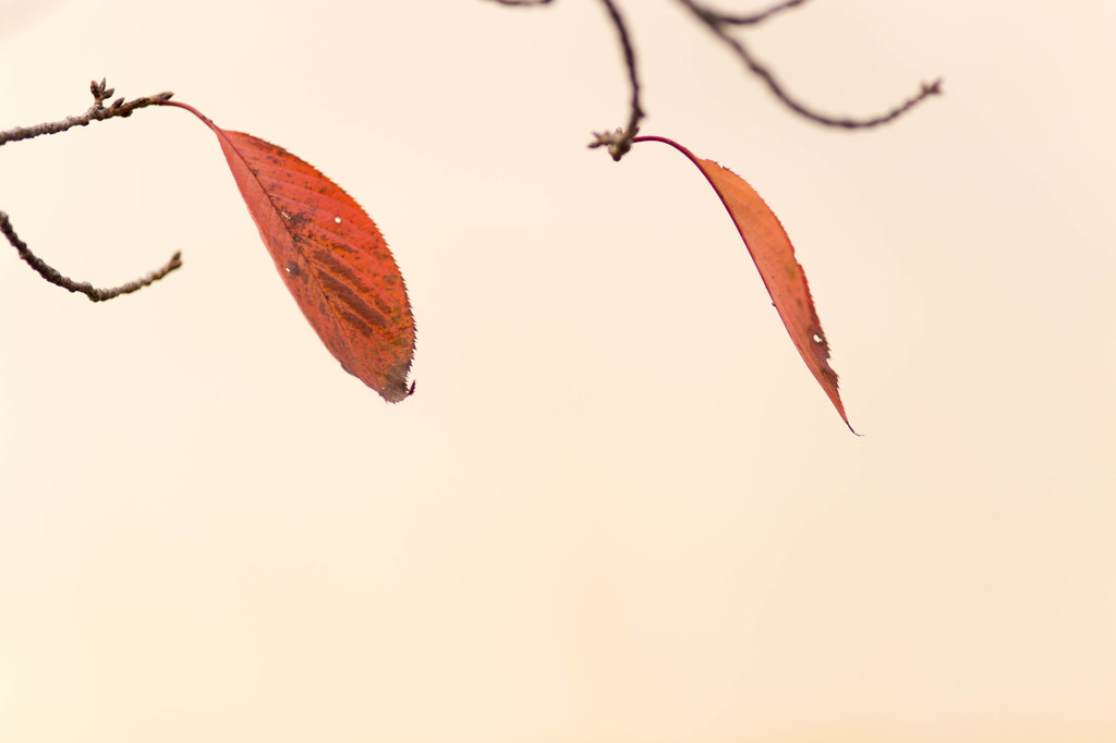 a pair of leaves