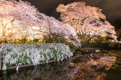 夜桜の水辺