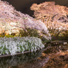 夜桜の水辺