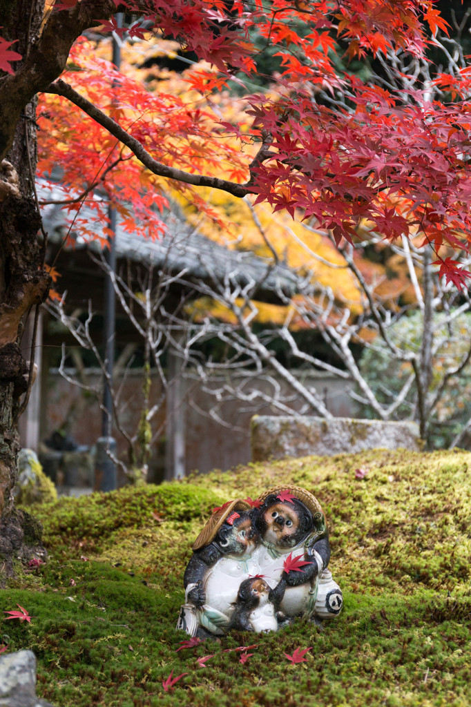 狸の親子