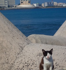 沖縄猫