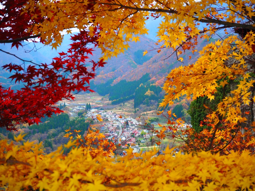 紅葉