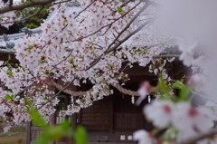 春詣で