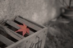 子狸のおねがい
