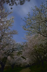 夜あるき