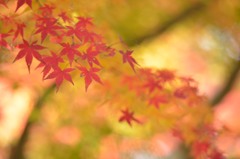 紅葉の錦