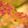 紅葉の錦