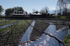 きらめくわさび畑