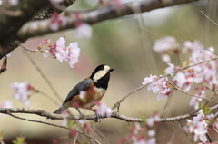 ヤマガラ　②
