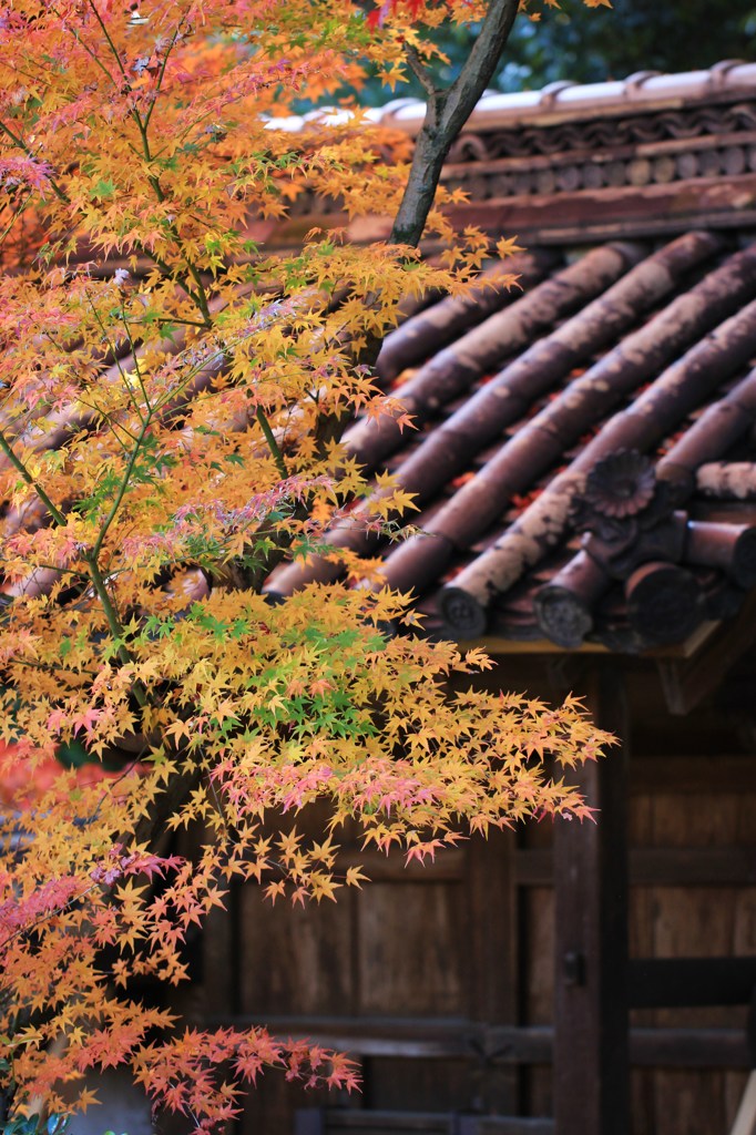 鹿王院　④