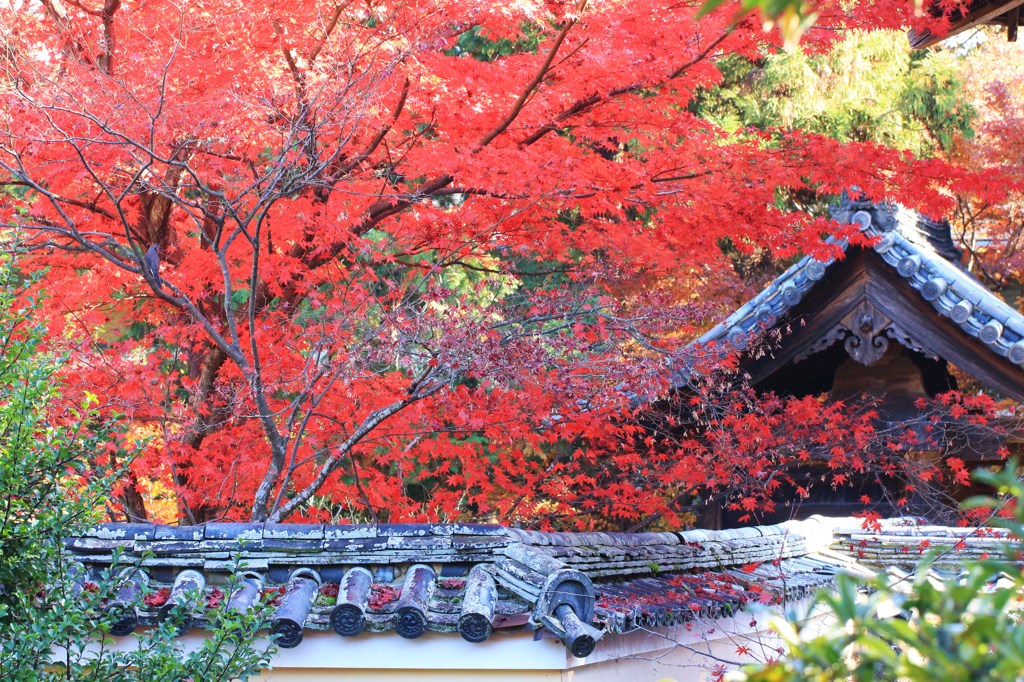 鹿王院　②